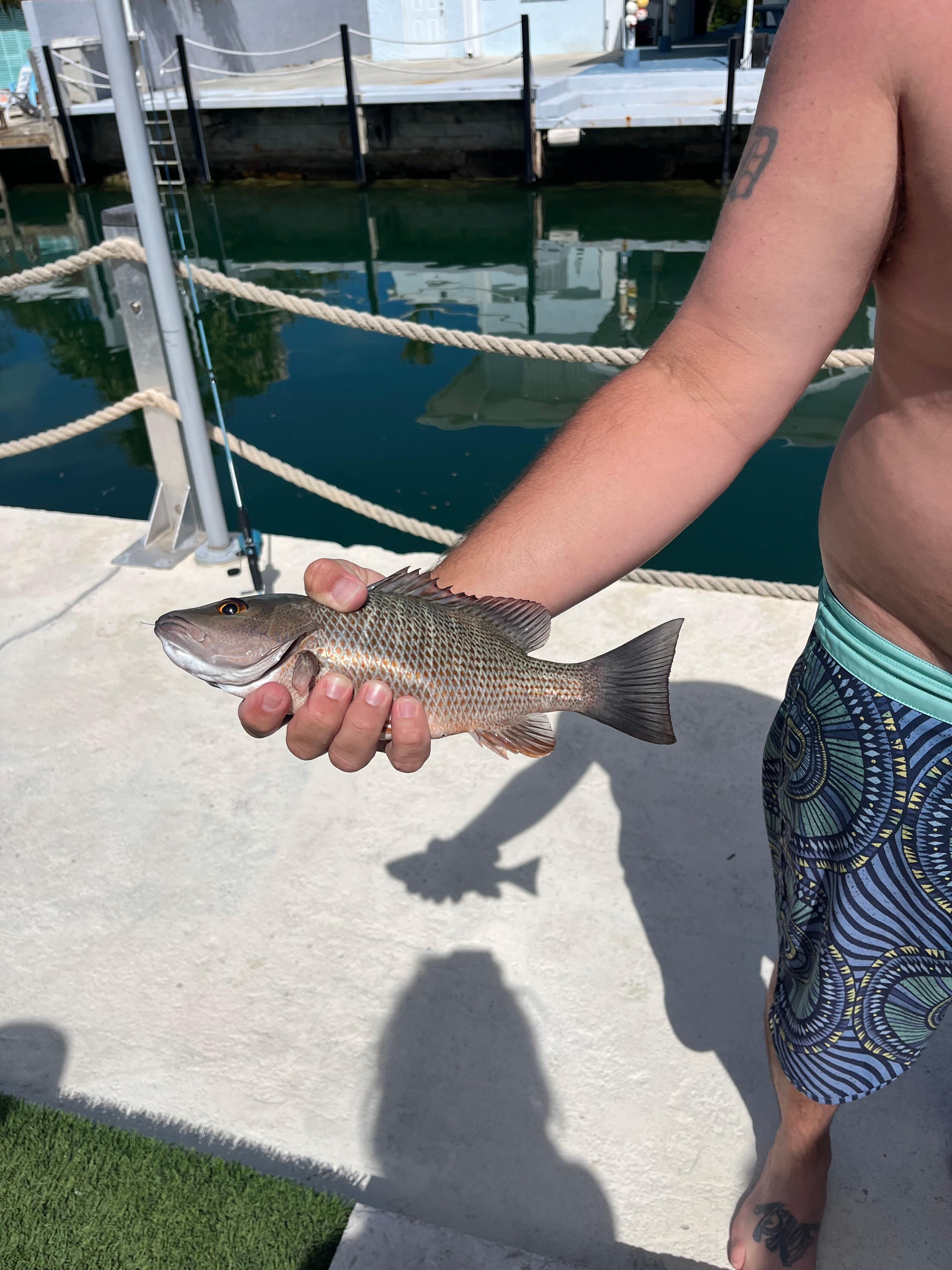 Fish caught from the dock