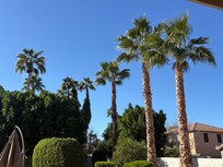 Palm trees