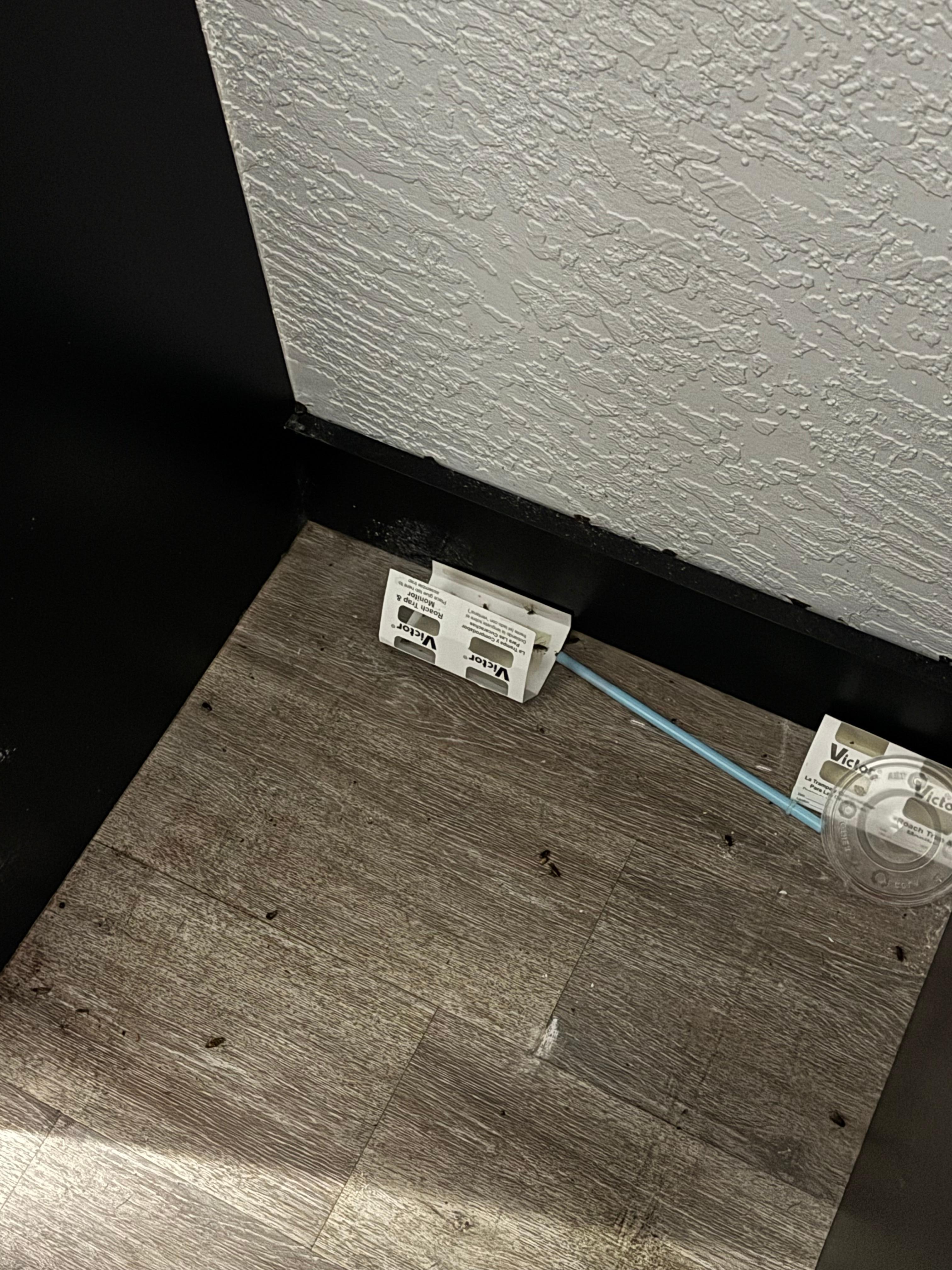 Roaches behind refrigerator 