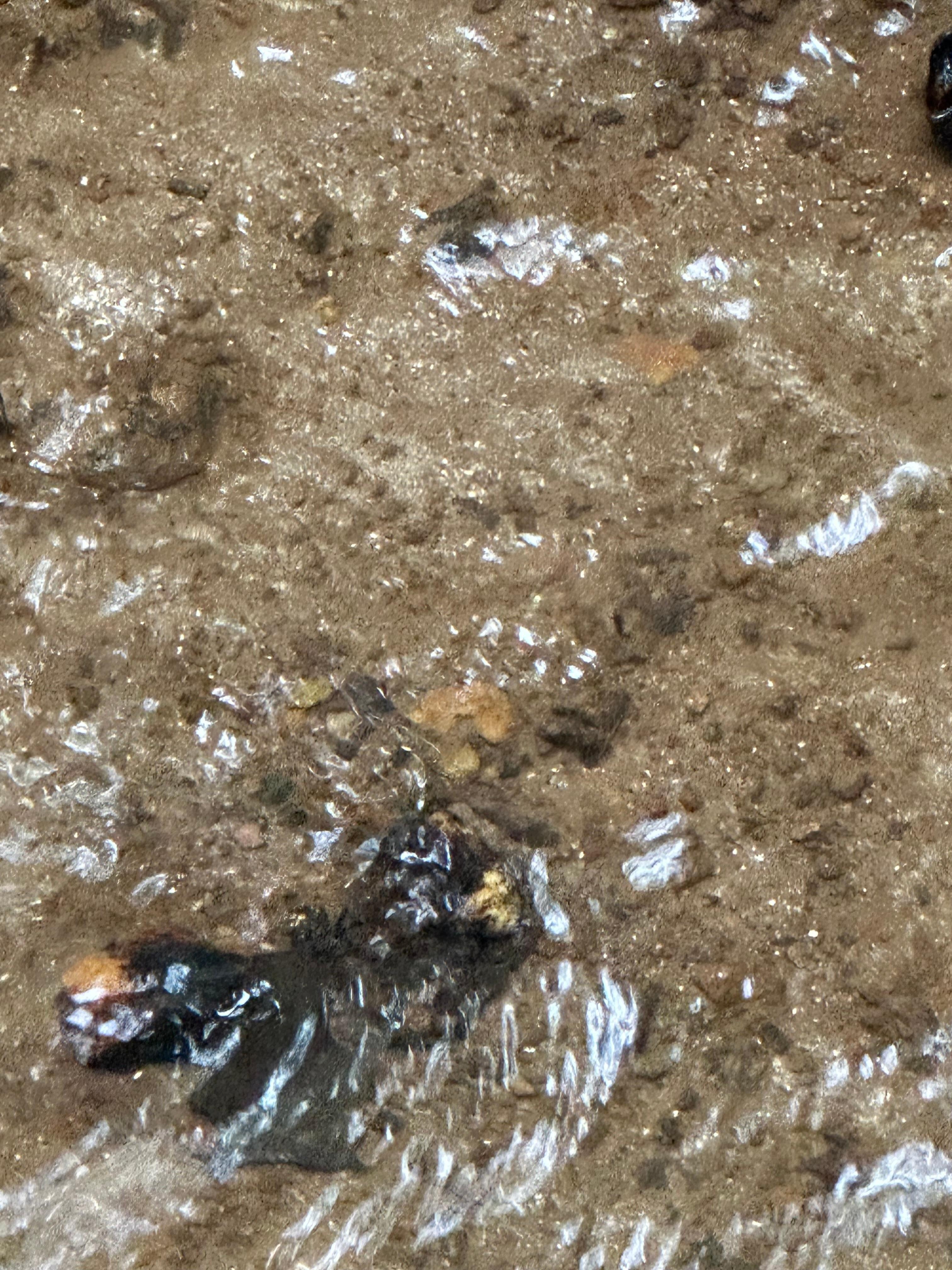 The creek 