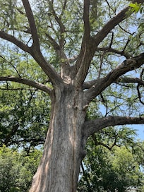 Beautiful giant cypress trees.