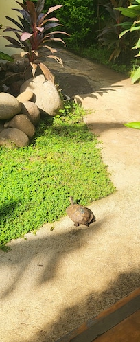 This little guy was infront of our room every morning 😍