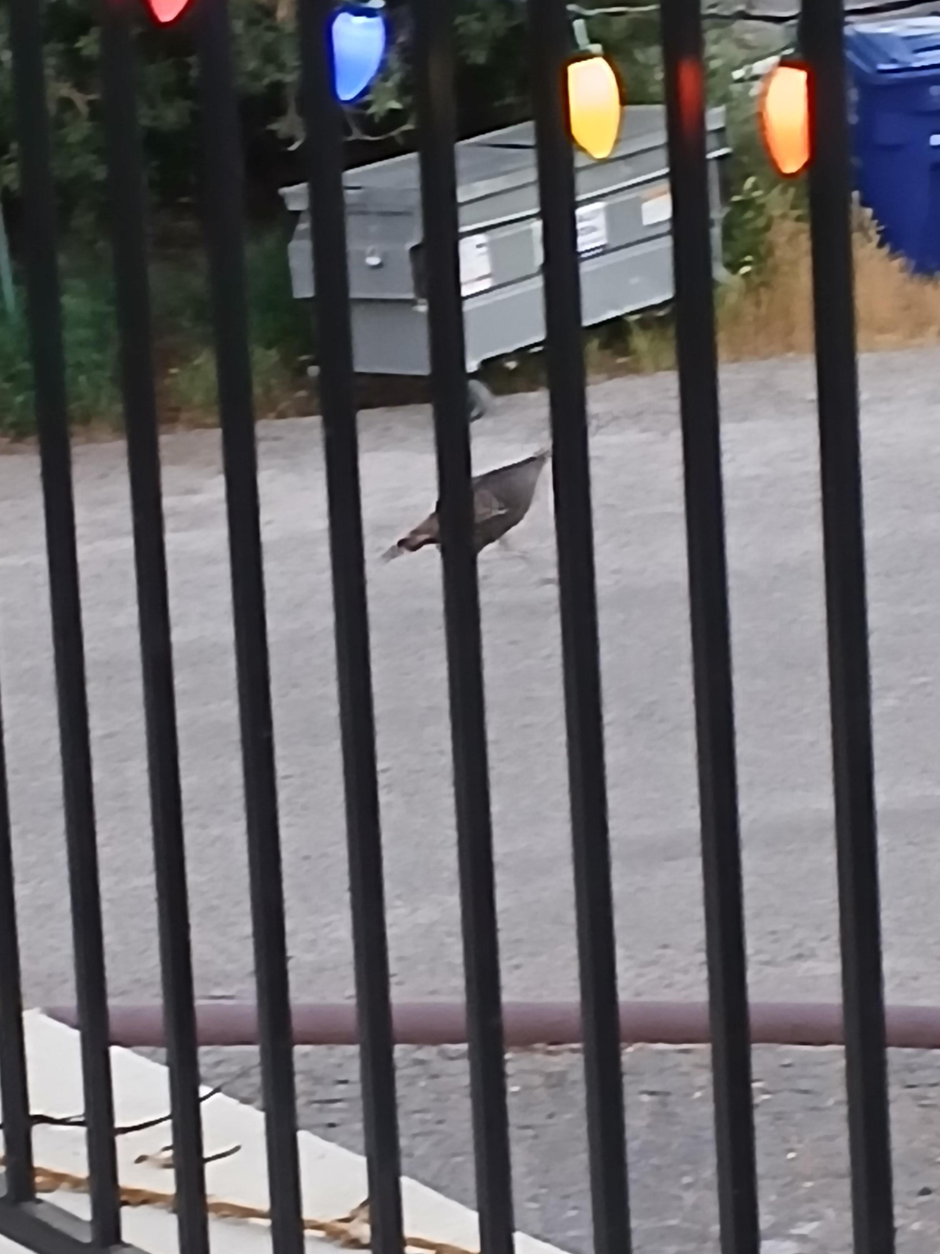 Saw several wild turkeys throughout the stay