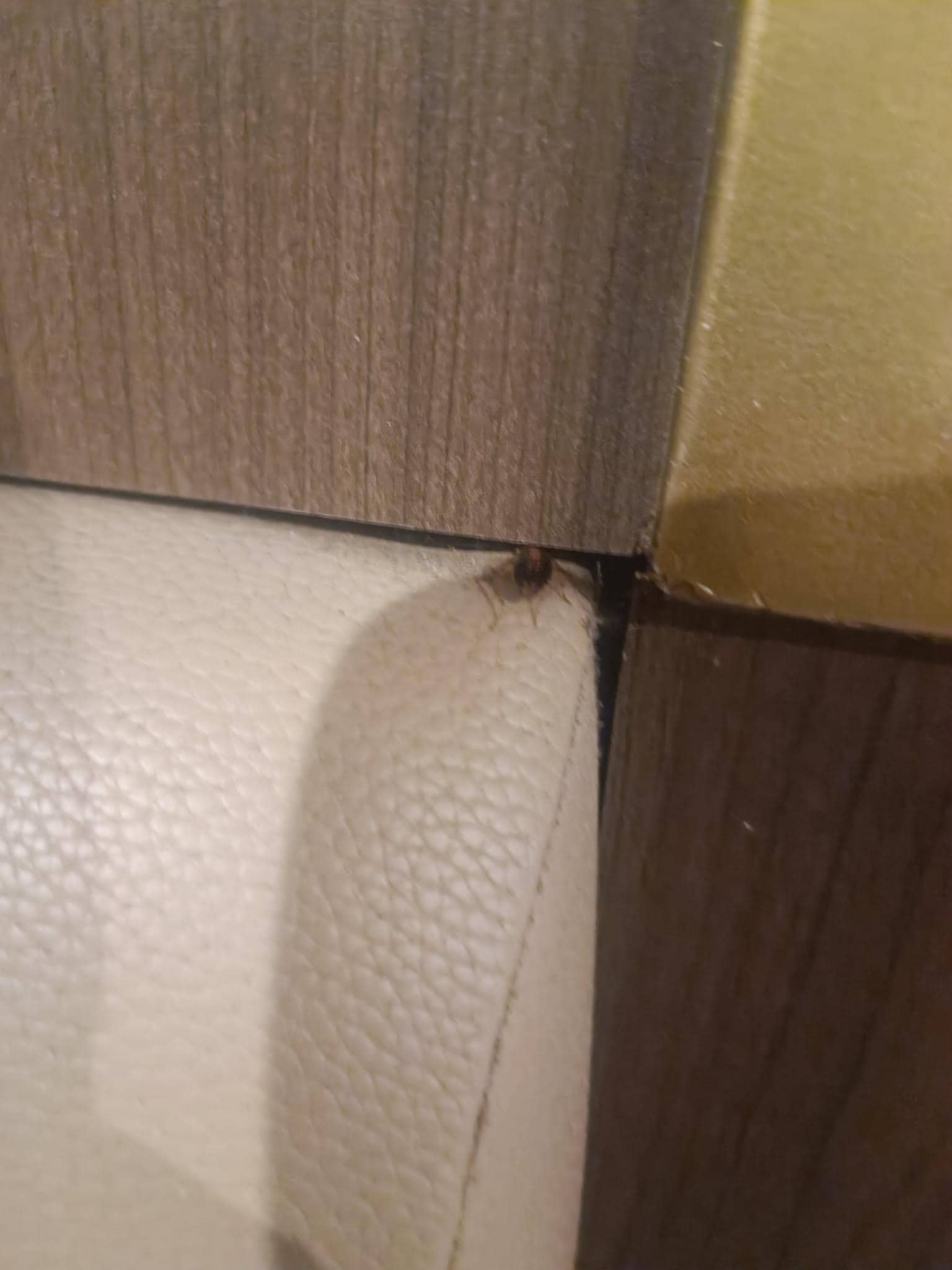 Cockroach in the bed