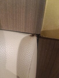 Cockroach in the bed