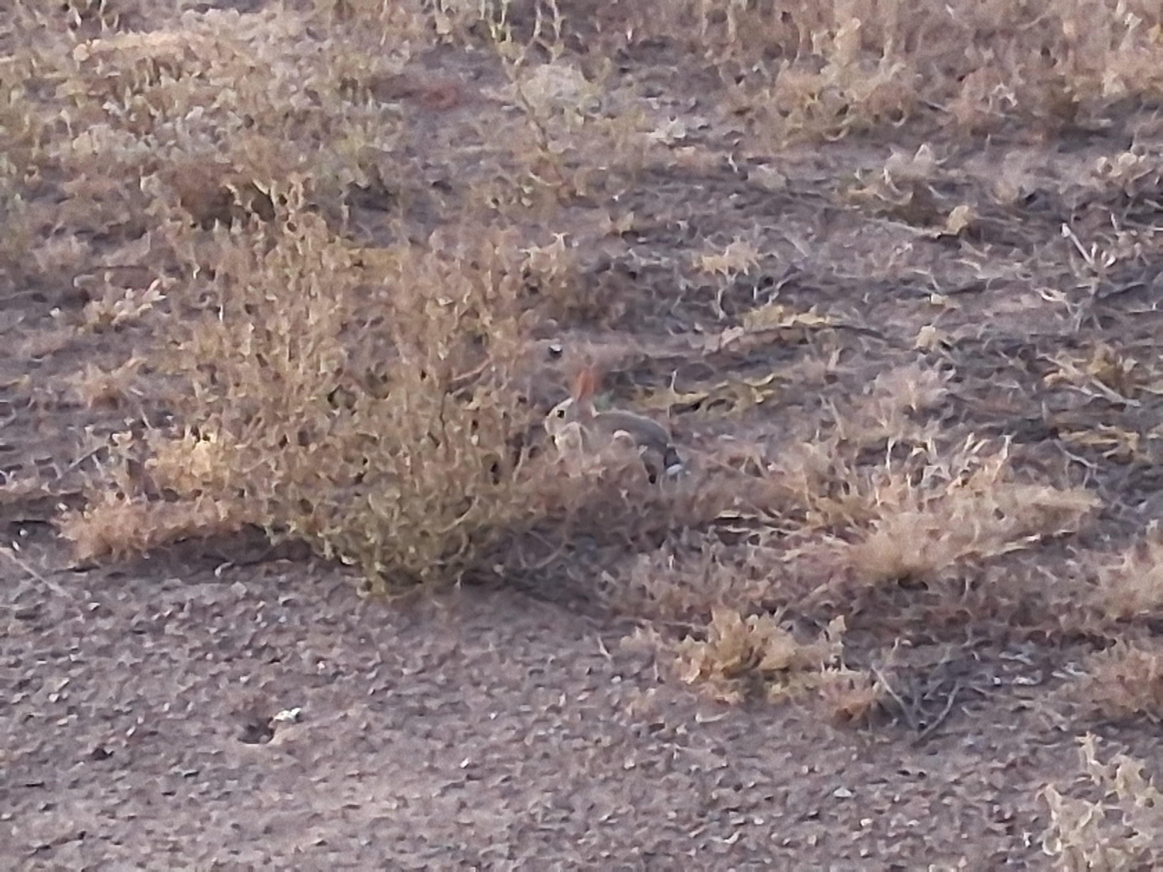 Rabbits playing just over the courtyard wall.