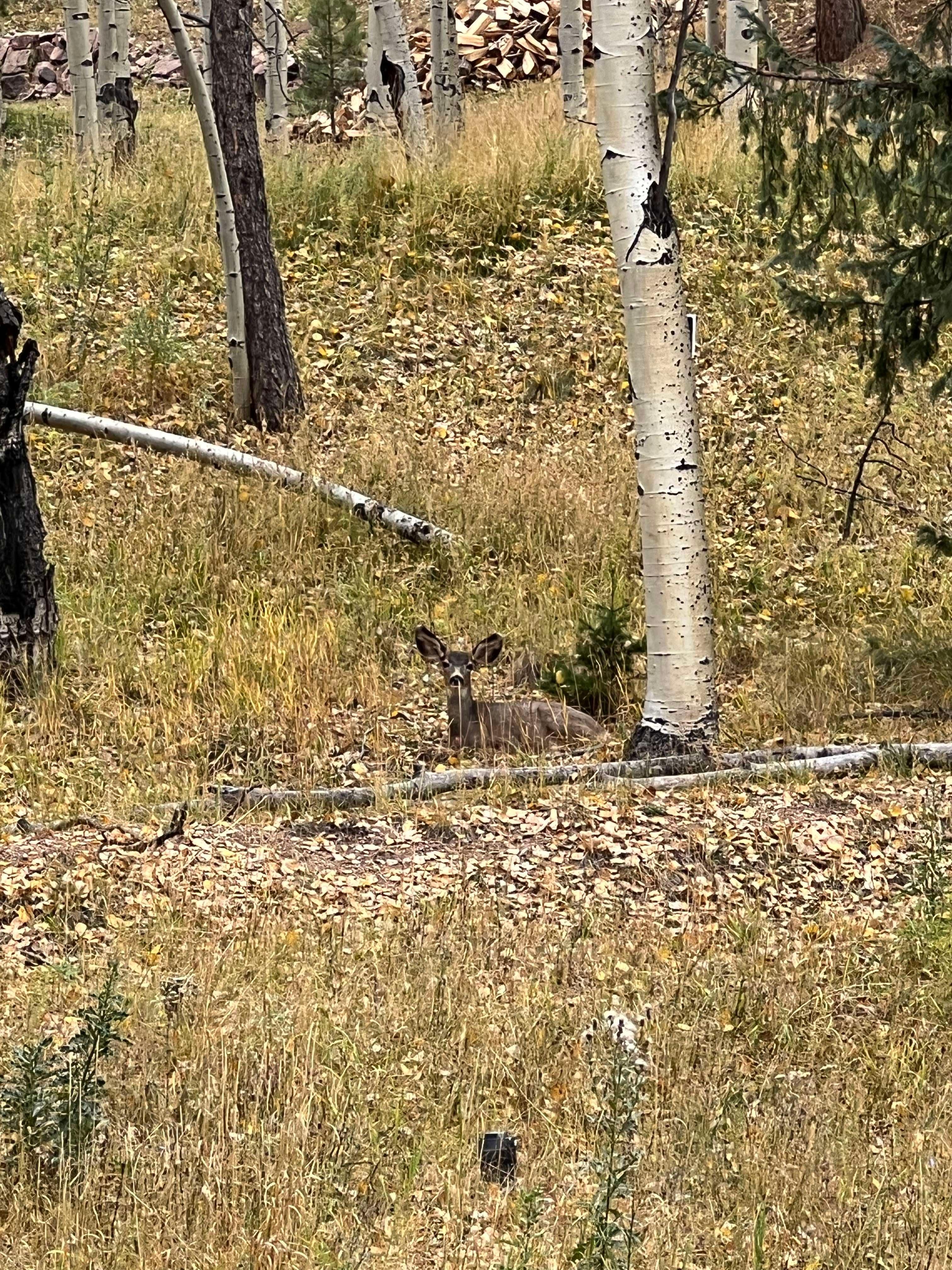 Deer resting at the back of the property!