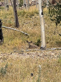 Deer resting at the back of the property!
