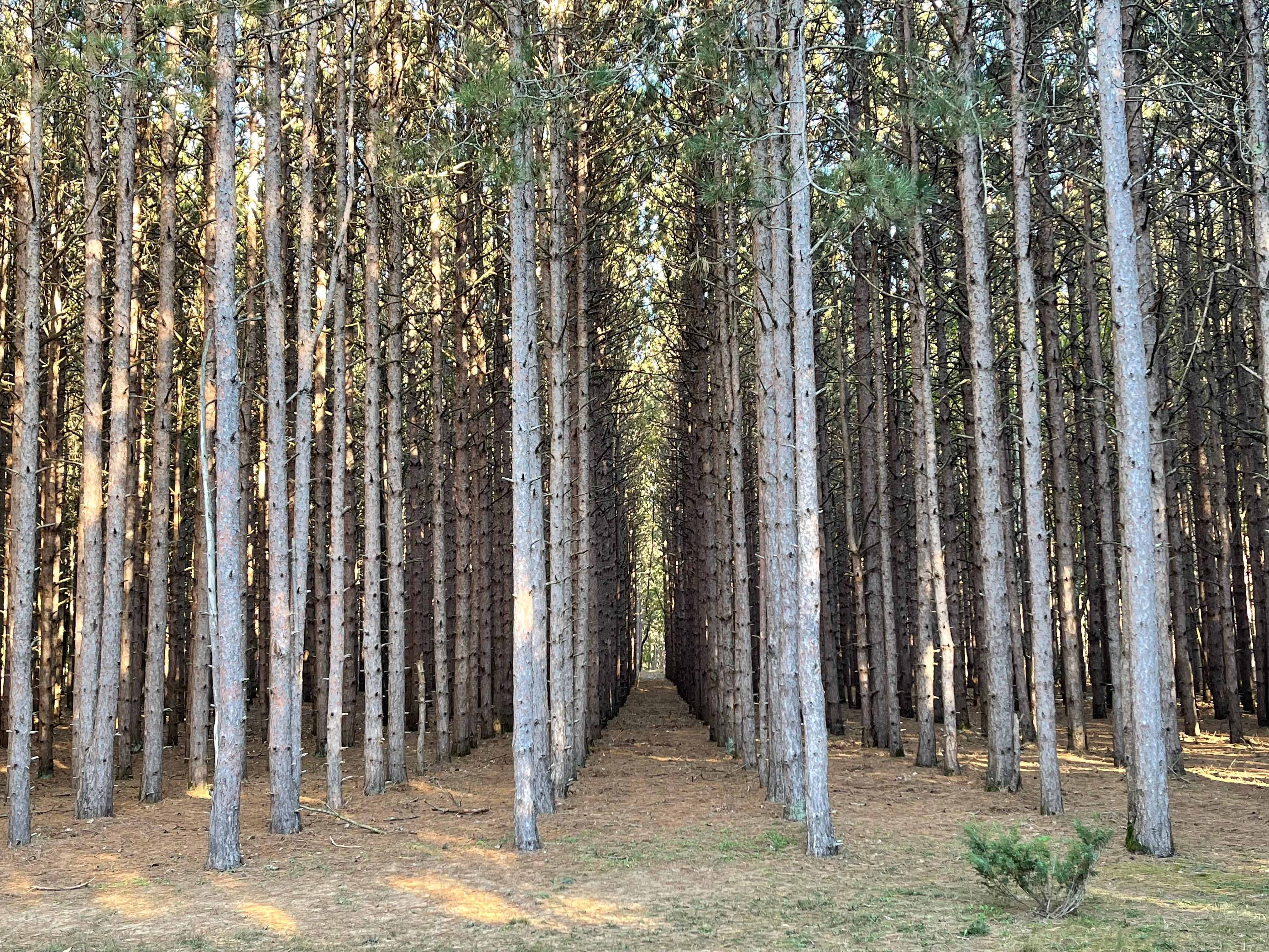 Woods begins the house