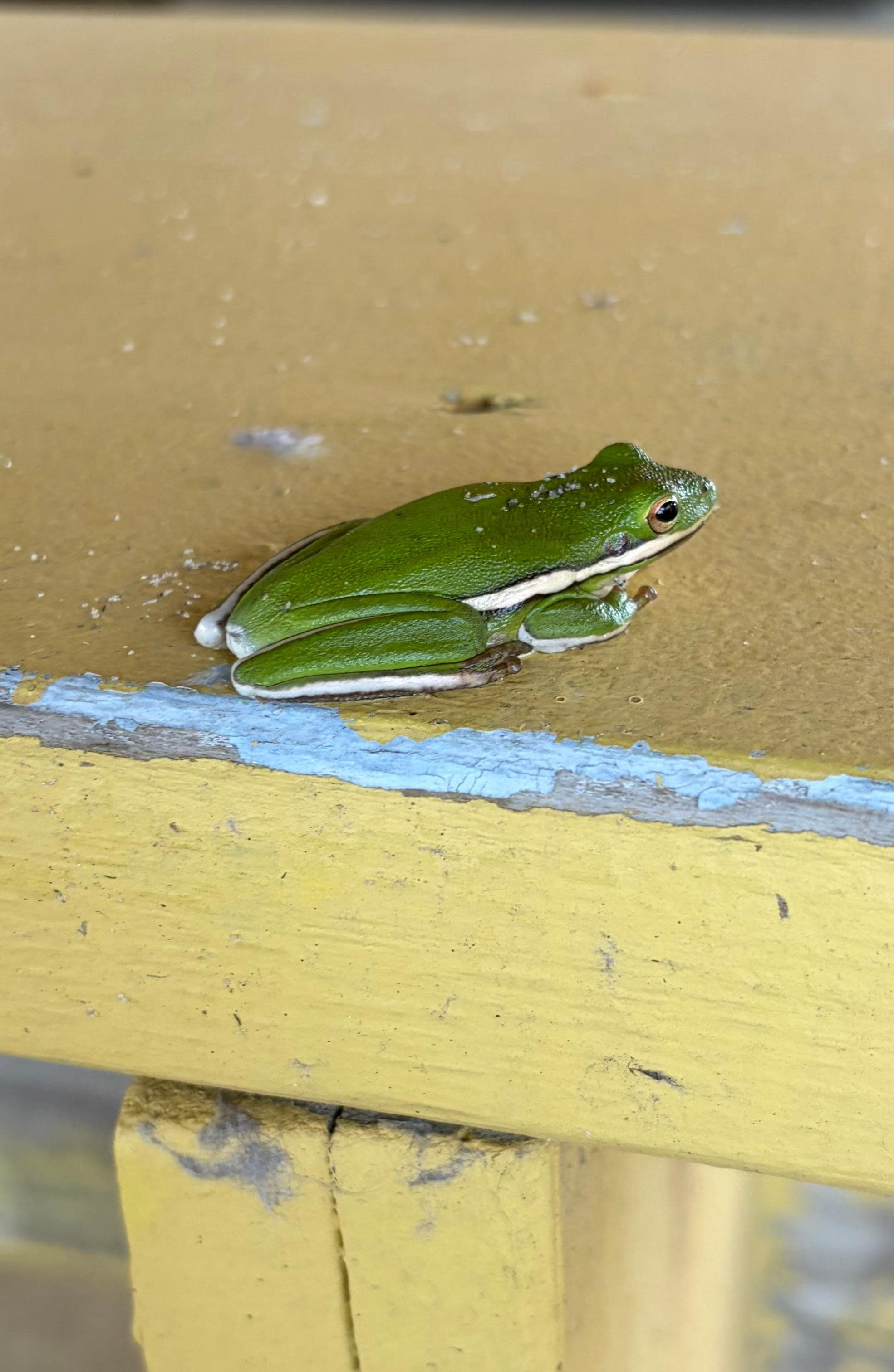 Tree frog visitor under the house