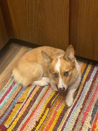 Baxter was so glad he could come with us