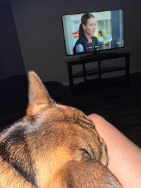 Comfy for my pup and I!