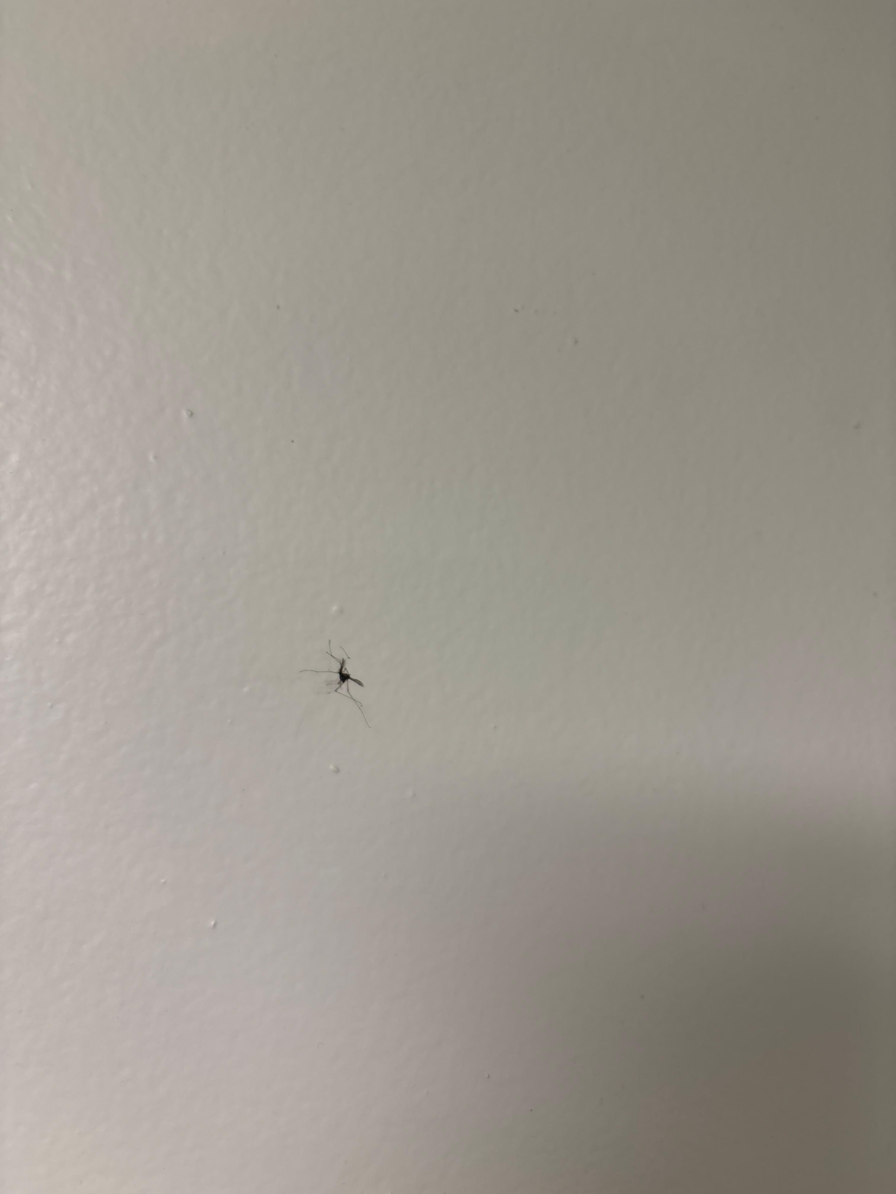 Bug dead on the wall when I went in the bathroom 