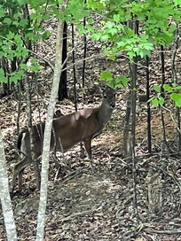 Deer were all around.