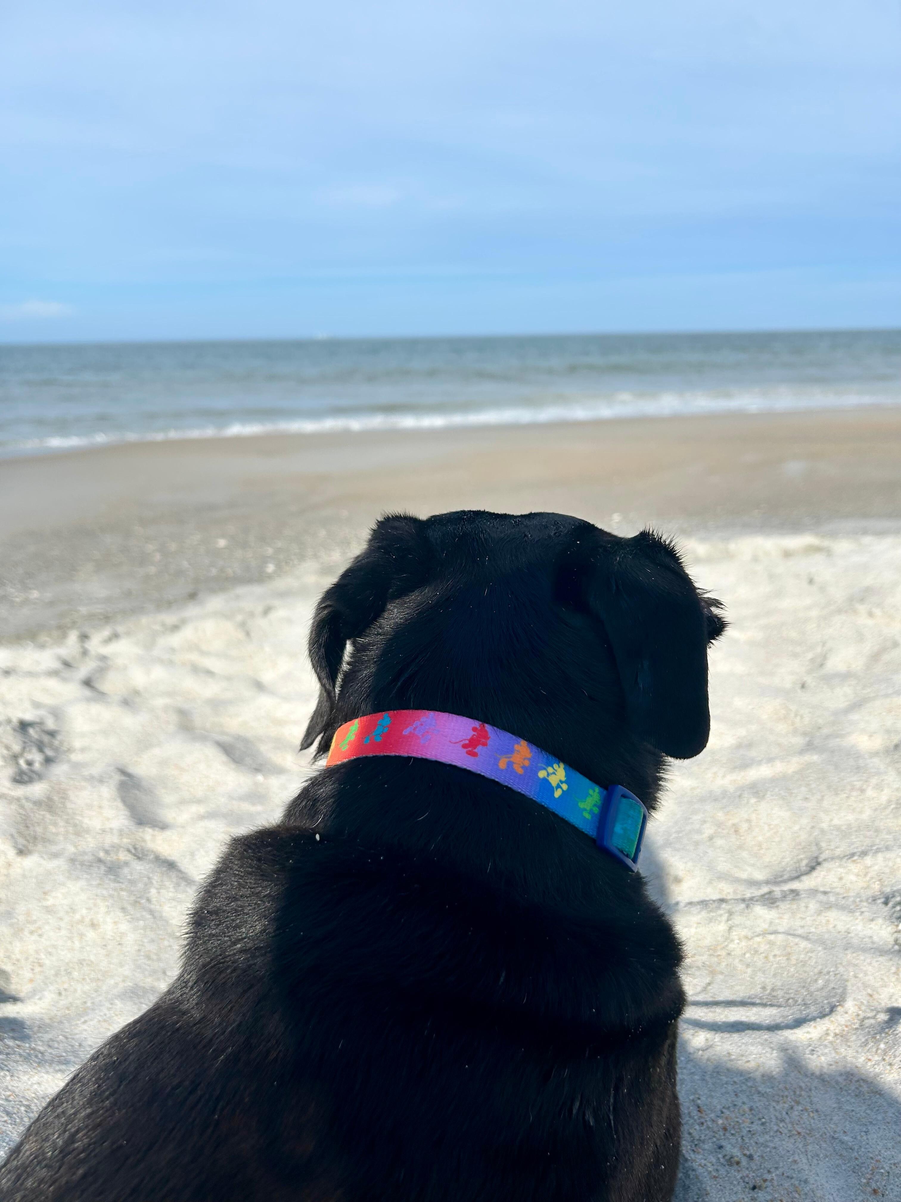 Kona loves the view