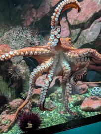 We visited the Salish Sea aquarium in Sydney and met a very friendly octopus