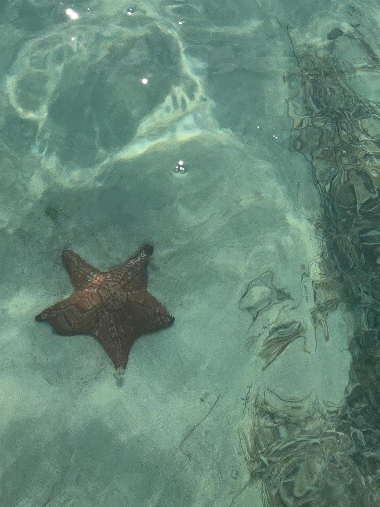 Star fish beach