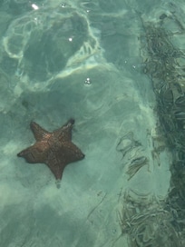Star fish beach