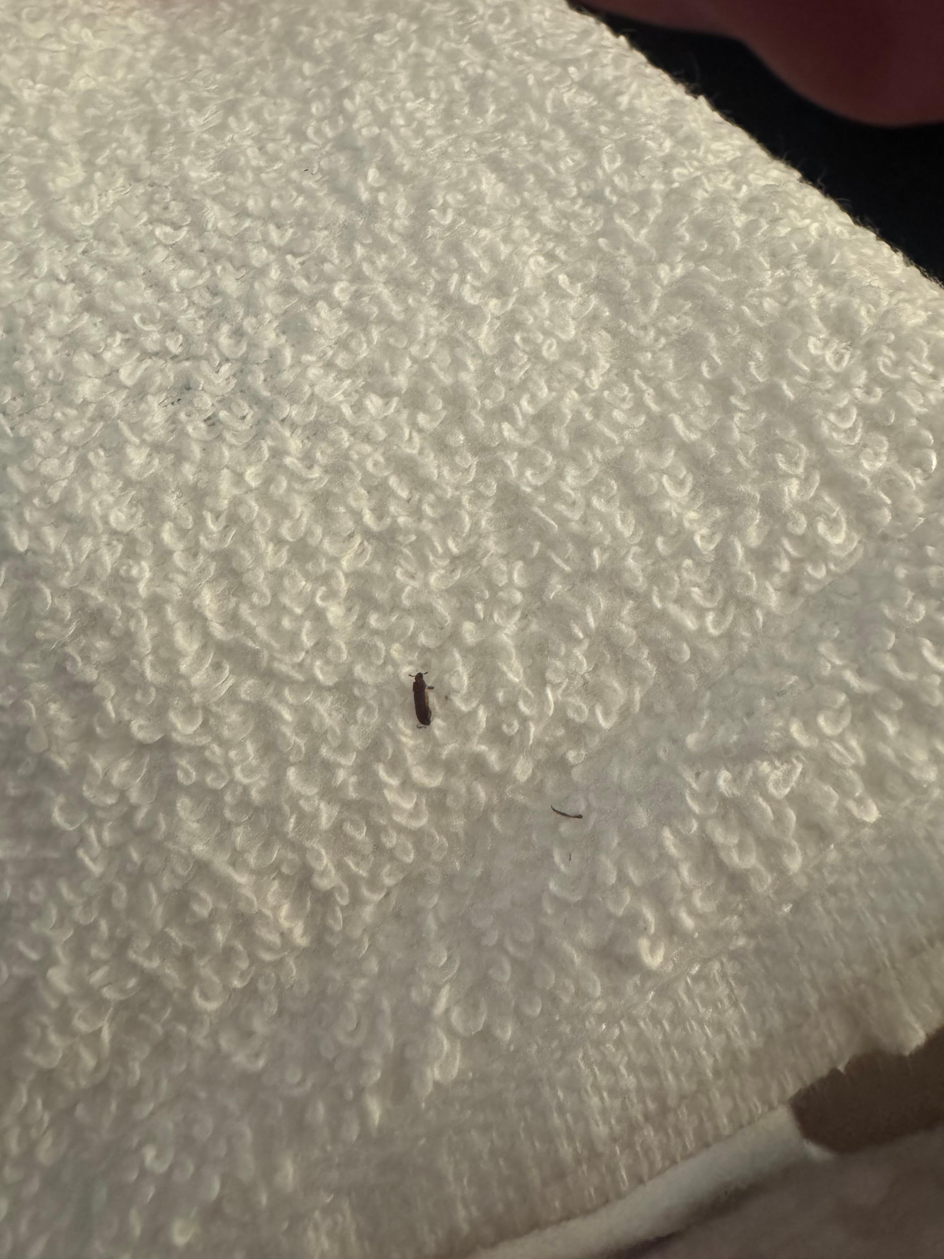 Bug in towel
