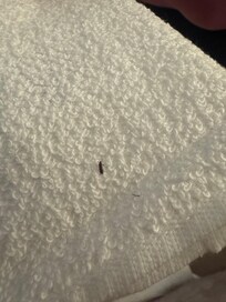 Bug in towel