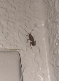 Cockroach