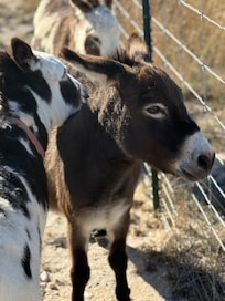 Friendly donkeys they had on the property.