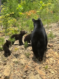 Mama bear and cubs by the cabin