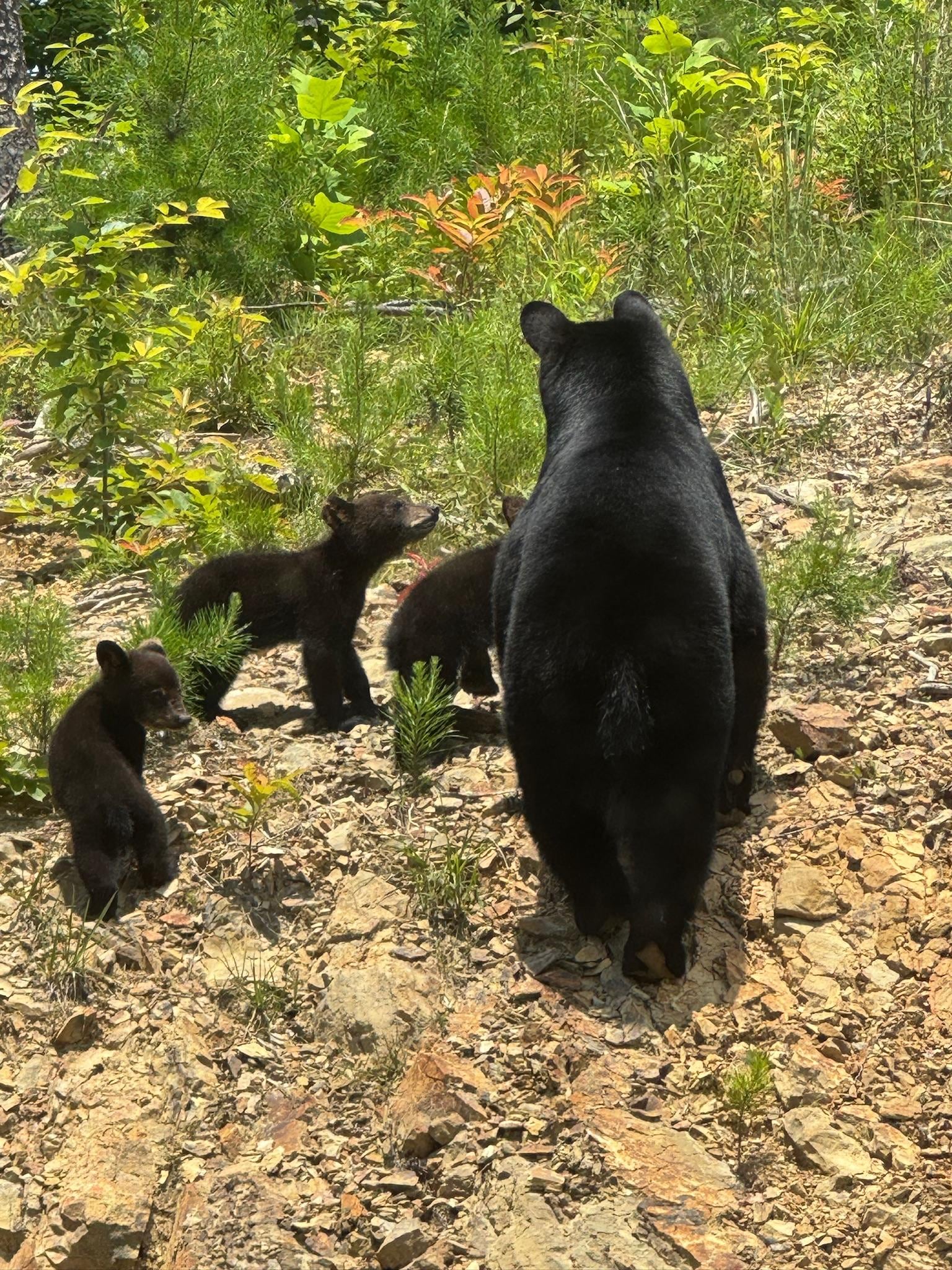 Mama bear and cubs by the cabin