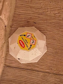 Vorgefundener Silberfischköder mit Spinnenkot im Flur