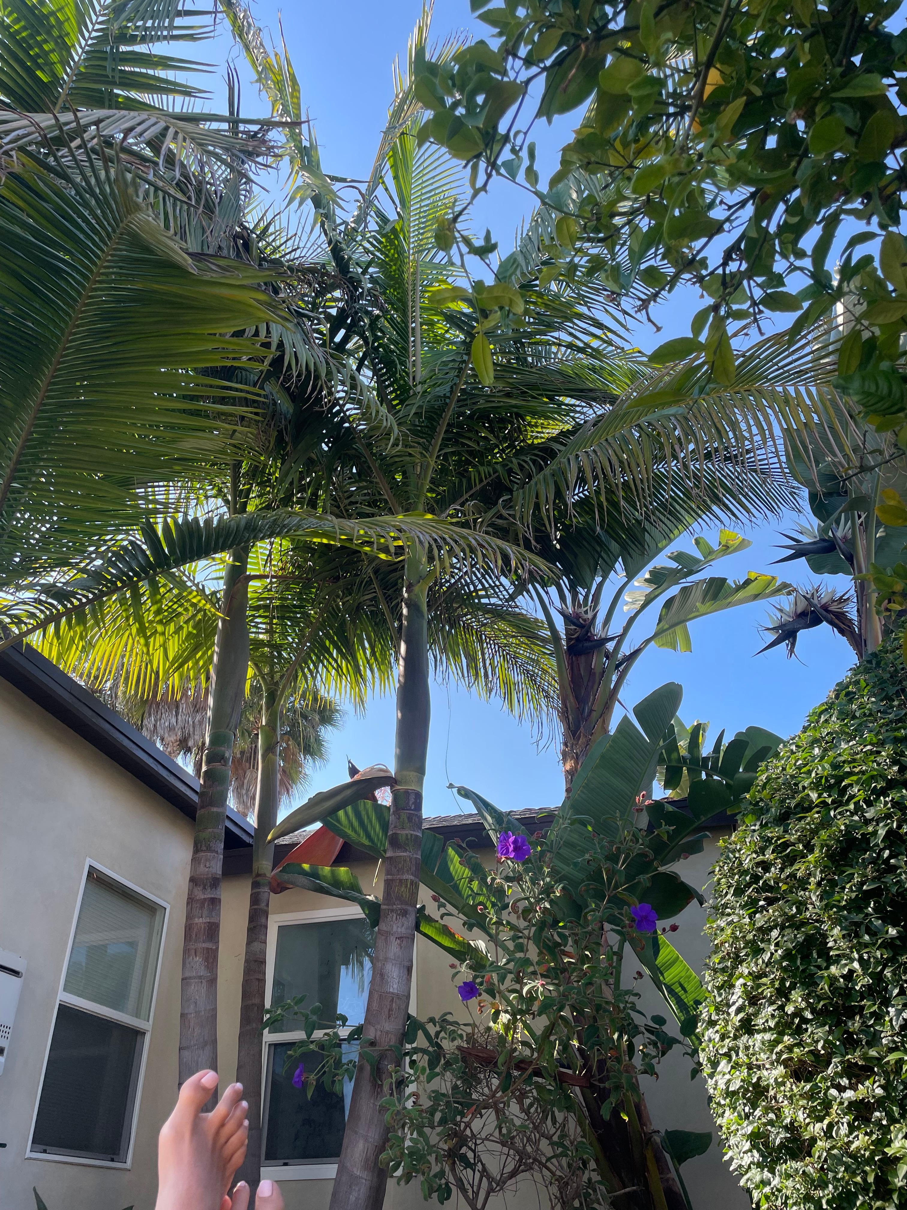 Lush,comfy back yard. 