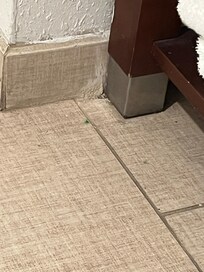Colored pellet on bathroom floor.