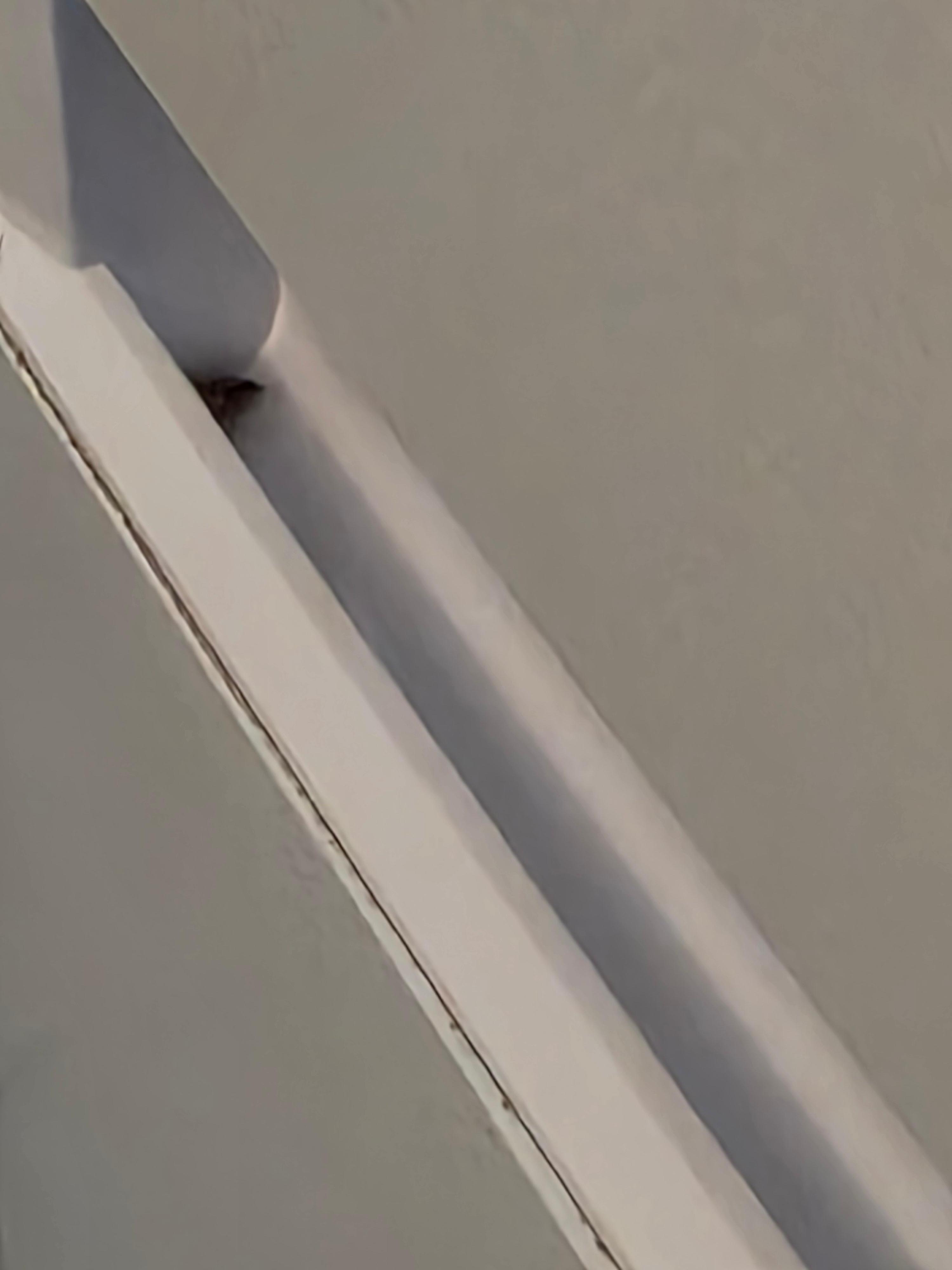 Cockroach in the handle of the fridge