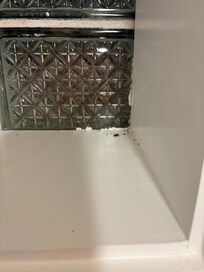 One of the many bugs found on windowsill
