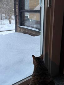 Our cat looking out and another cat next door 😊