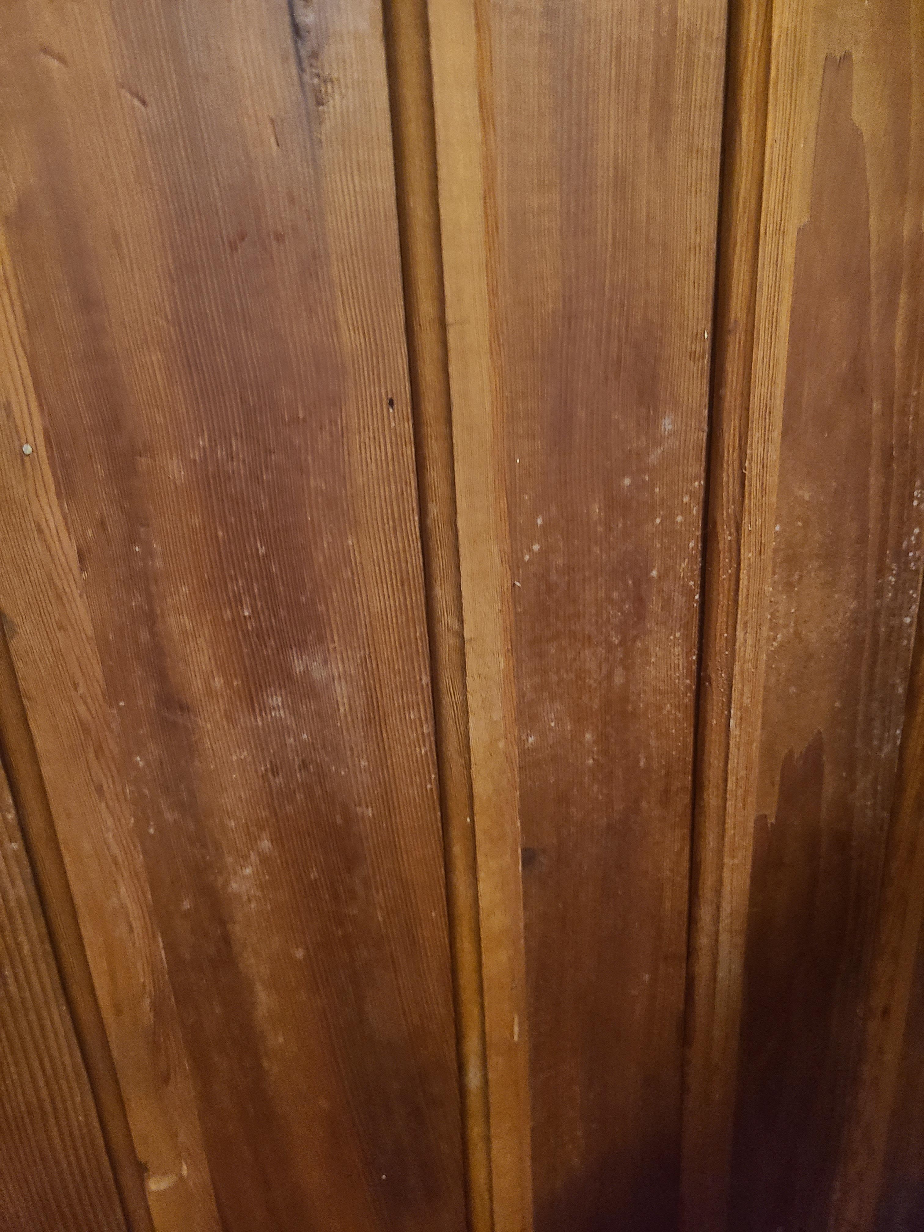Mold spore on wall