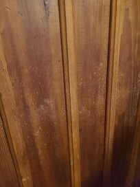 Mold spore on wall