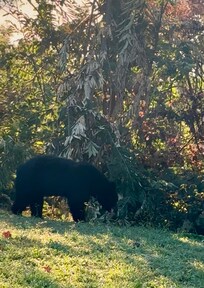 We saw a bear on our last morning