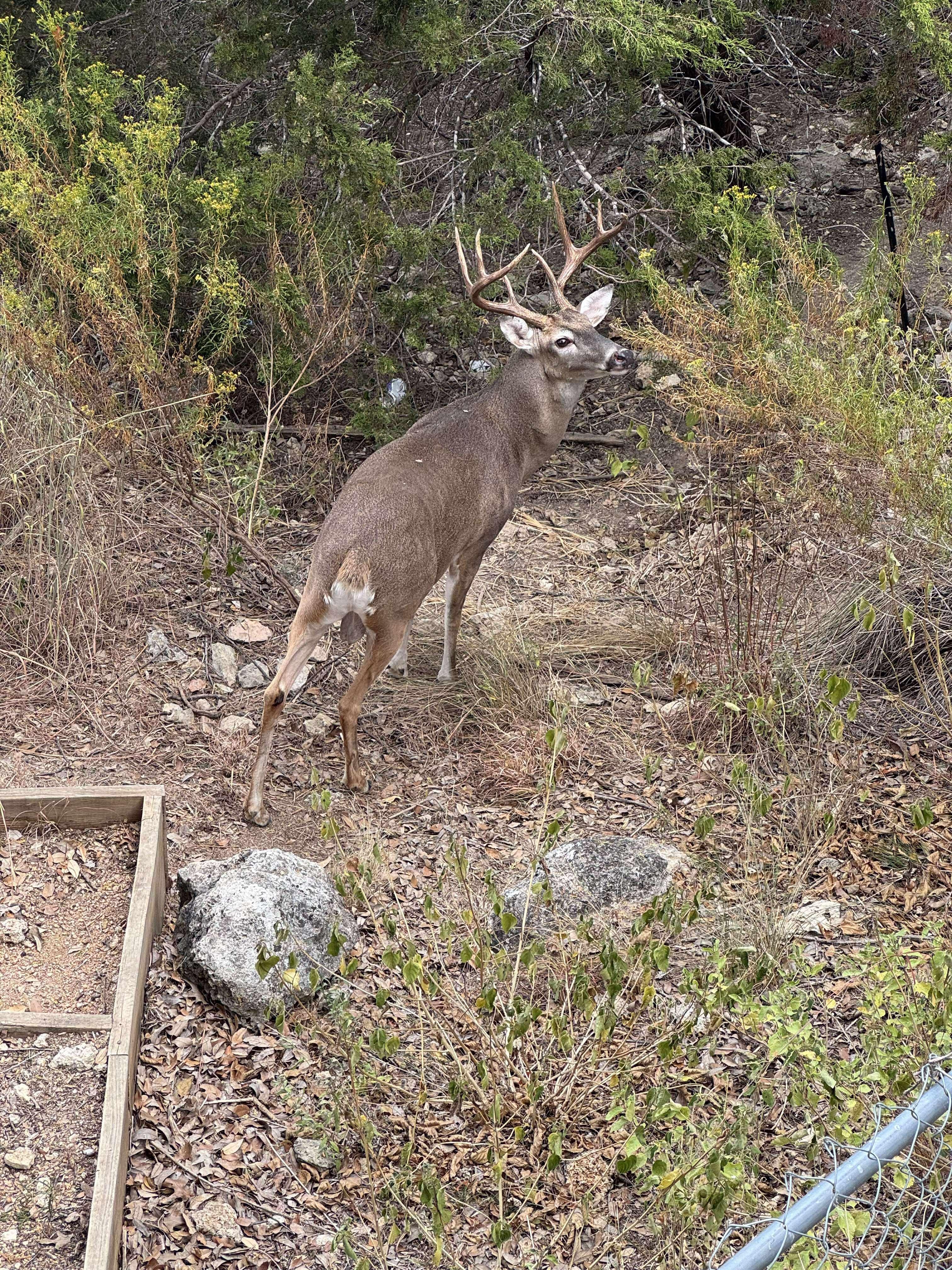 Lots of deer come to visit 