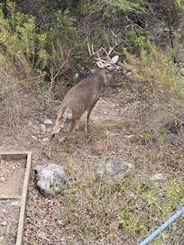 Lots of deer come to visit