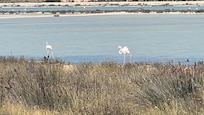 Flamingos