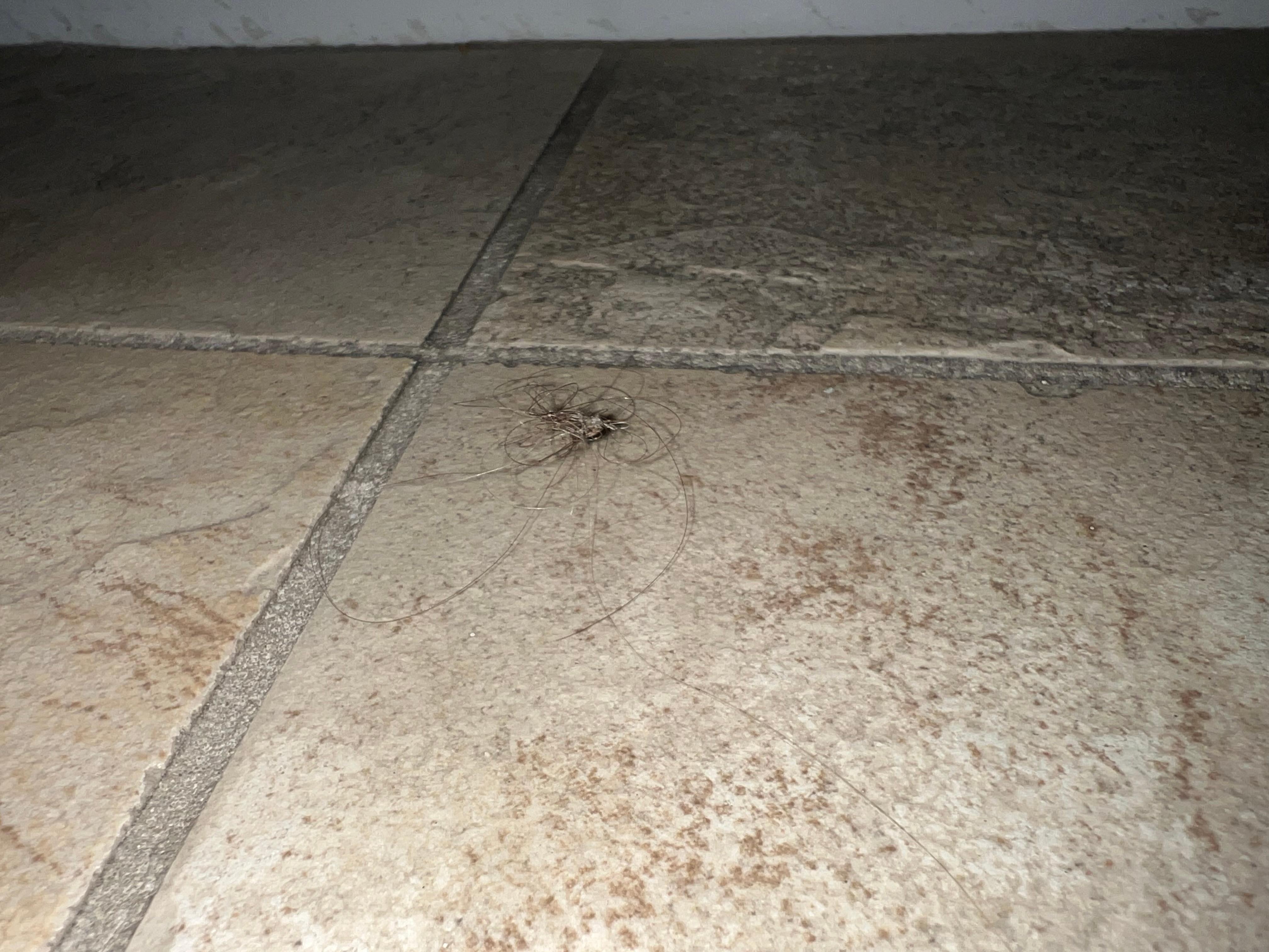 Hair on the bathroom floor 