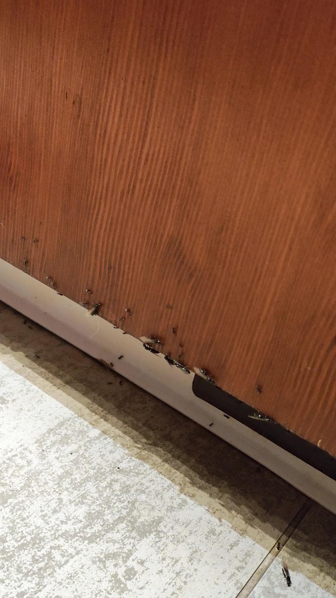 Ants and termites