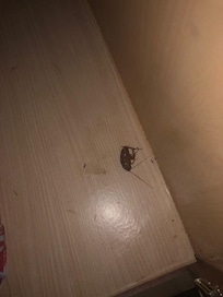roach!