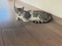 Guest at the pool, so cute and friendly!