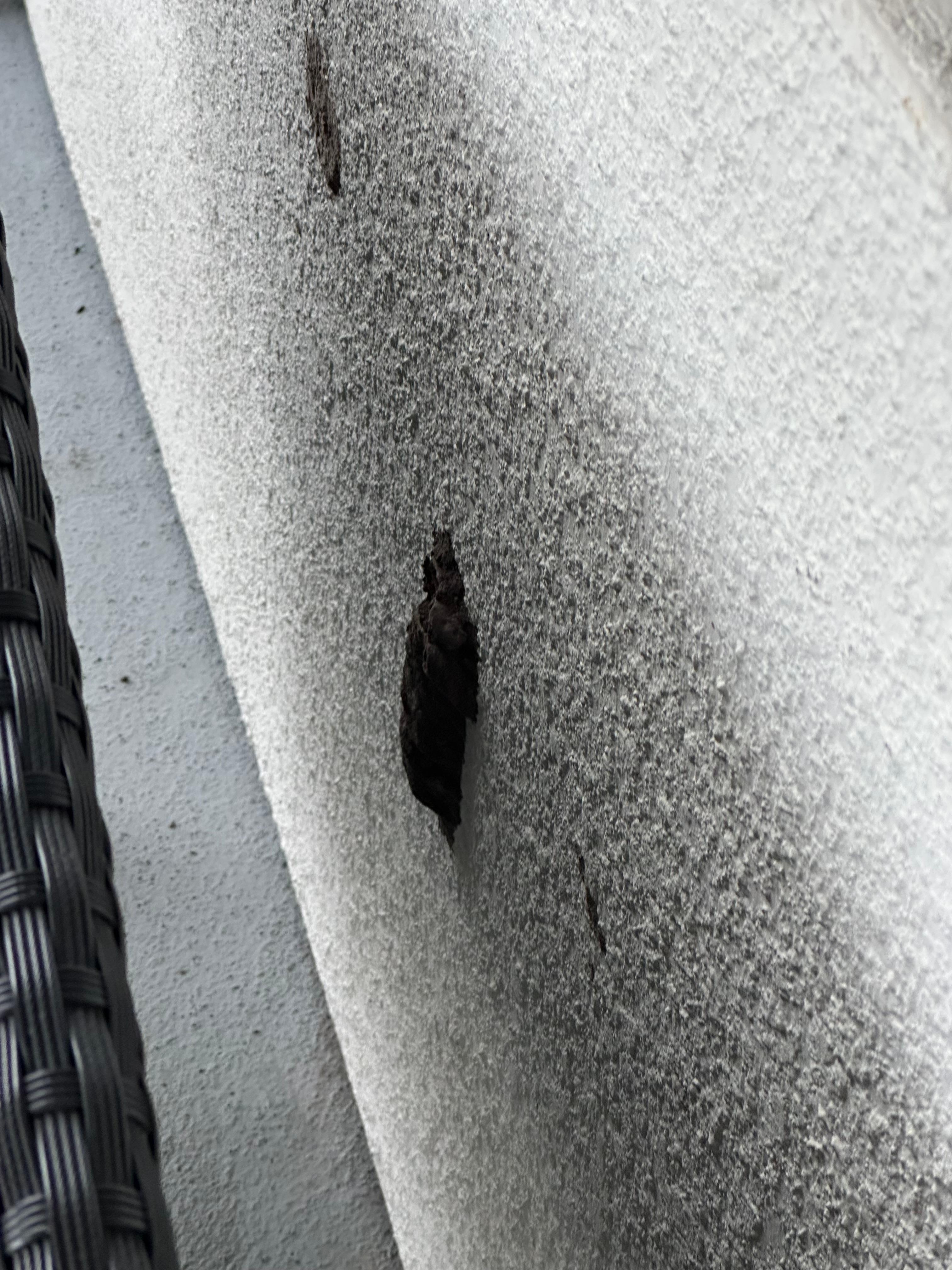 Wasp nest behind couch. 