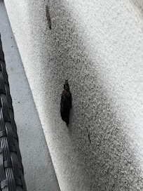 Wasp nest behind couch.