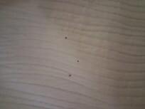 Bugs