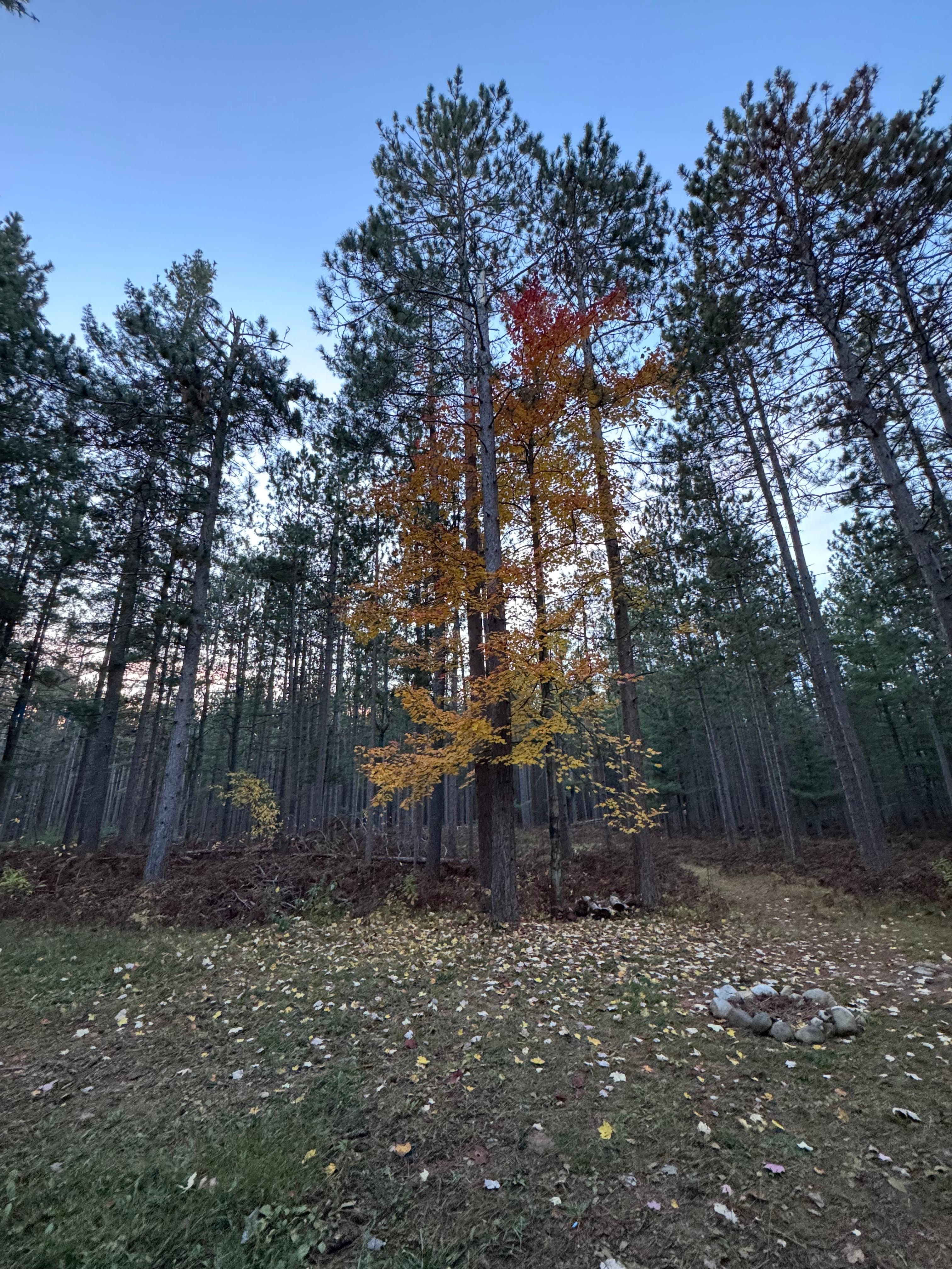 View from the back door