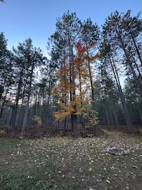 View from the back door