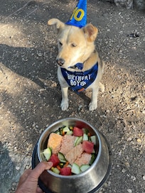My dogs 10th birthday